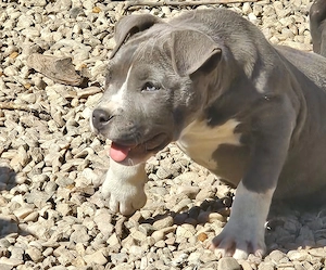 Vând femelă amstaff - imagine 2