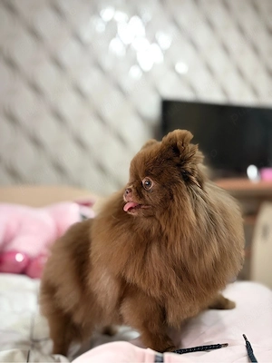 Pomeranian Toy 3 ani Gestanta  - imagine 3