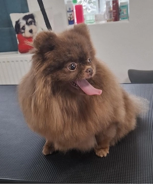 Pomeranian Toy 3 ani Gestanta  - imagine 2