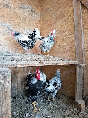 Găini de rasă - imagine 4