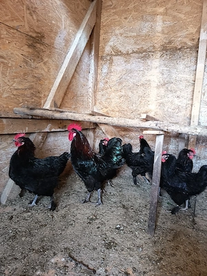 Găini de rasă - imagine 3