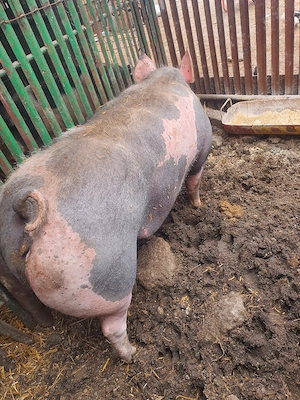 vând porci  - imagine 3