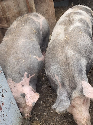 vând porci  - imagine 4