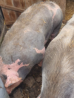 vând porci  - imagine 2