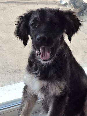 donez catelusa 5 luni, talie medie