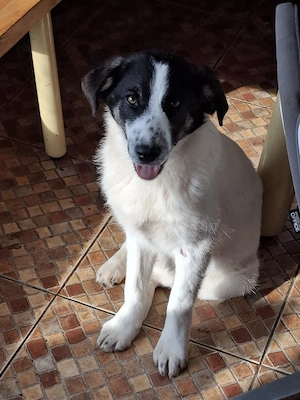 Donez catelusa de 5 luni, talie medie,  - imagine 3