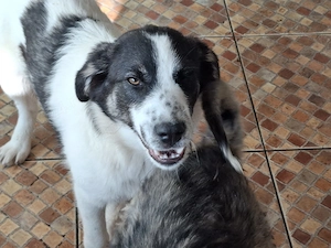 Donez catelusa de 5 luni, talie medie,  - imagine 2