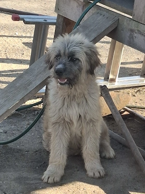 Donez catel de 5 luni, talie medie - imagine 3