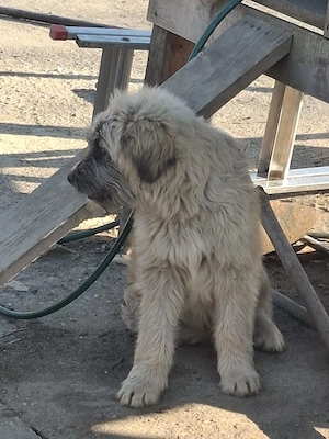 Donez catel de 5 luni, talie medie - imagine 4