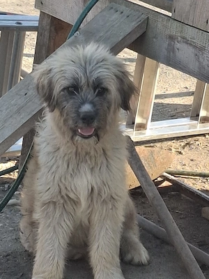 Donez catel de 5 luni, talie medie