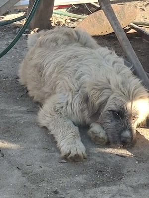 Donez catel de 5 luni, talie medie - imagine 2