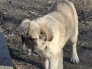 Donez catelusa talie medie, 5 luni, salvata impreuna cu 11 frati - imagine 4