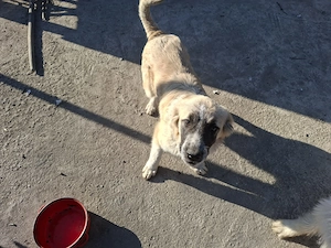 Donez catelusa talie medie, 5 luni, salvata impreuna cu 11 frati