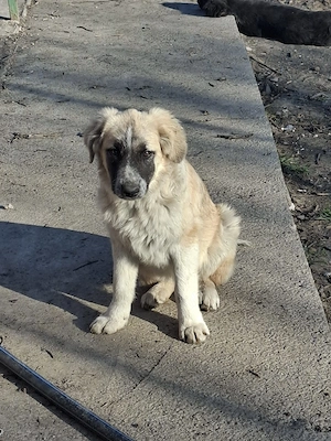 Donez catelusa talie medie, 5 luni, salvata impreuna cu 11 frati - imagine 3