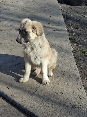 Donez catelusa talie medie, 5 luni, salvata impreuna cu 11 frati - imagine 2