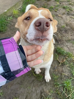 Donez catelusa de 1 an si jumatate, talie medie, sterilizata - imagine 2