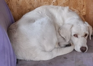 Donez catelusa de 2 ani, sterilizata - imagine 3