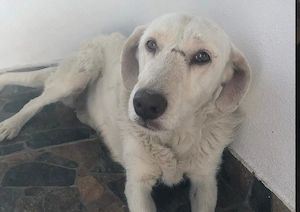 Donez catelusa de 2 ani, sterilizata - imagine 2