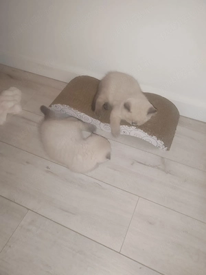 scottish straight - imagine 4