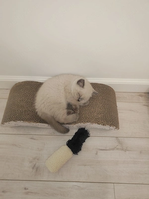 scottish straight - imagine 3