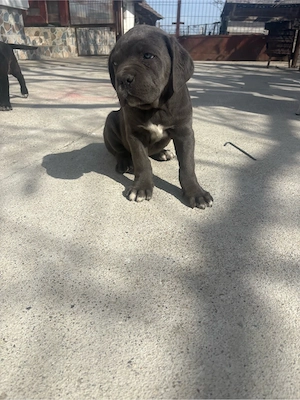 Catei cane corso - imagine 2