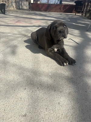 Catei cane corso - imagine 3