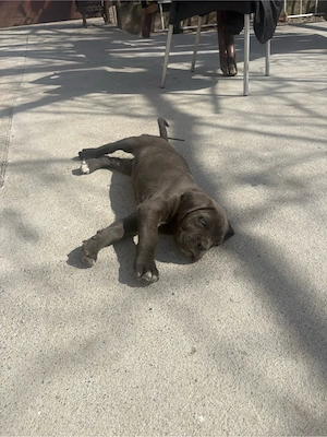 Catei cane corso - imagine 5