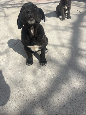 Catei cane corso - imagine 4