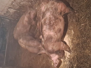 vand scroafe petrain - imagine 4