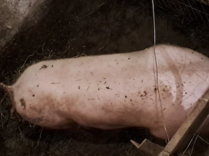 vand scroafe petrain - imagine 3