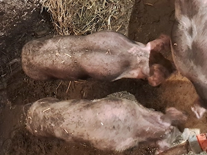 vand scroafe petrain - imagine 2