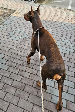 Doberman mascul