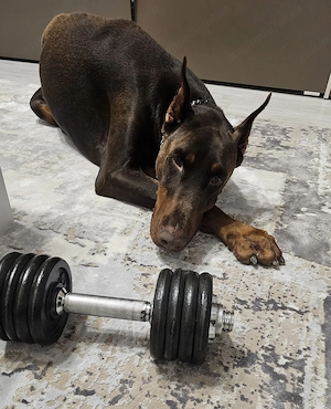 Doberman mascul - imagine 2