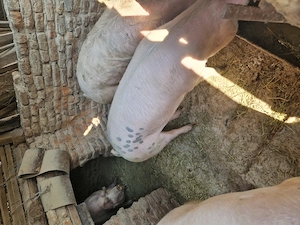 Vand porci grasi - imagine 2