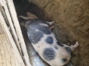 Vand porci grasi - imagine 4