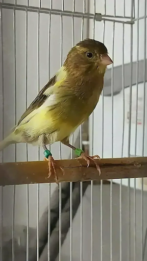 Canari 2025   porumbei satinati 2025 - imagine 5