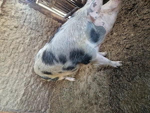 Vand porci grasi - imagine 3