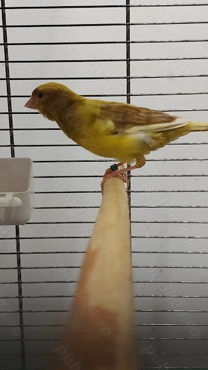 Canari 2025   porumbei satinati 2025 - imagine 4