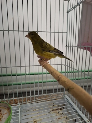 Canari 2025   porumbei satinati 2025