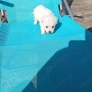 De vinzare bison maltez baietel 