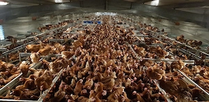 Angajăm medic veterinar CMV de liberă practică