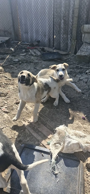 Dau catei spre adoptie 