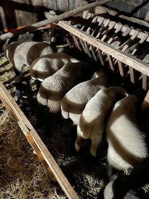 Miei berbecuti Suffolk