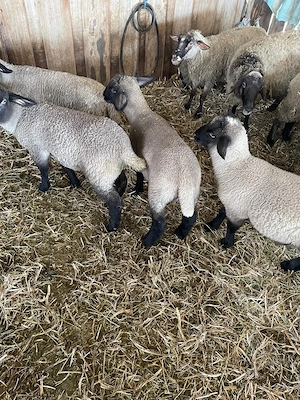 Miei berbecuti Suffolk - imagine 2