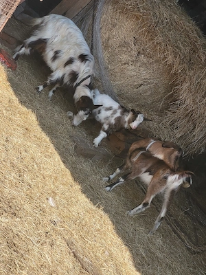 Caprite tinere de rasa - imagine 3