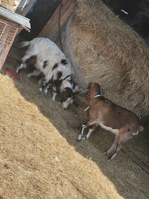 Caprite tinere de rasa - imagine 2