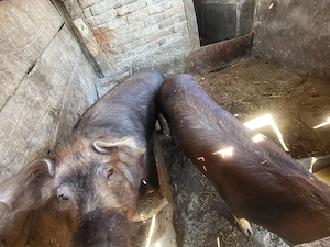 purcei si soldani de vanzare