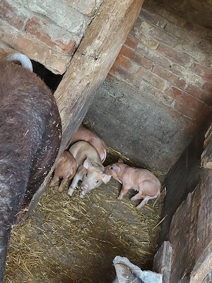 purcei si soldani de vanzare - imagine 3