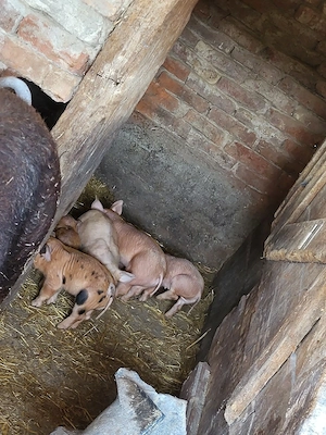 purcei si soldani de vanzare - imagine 2