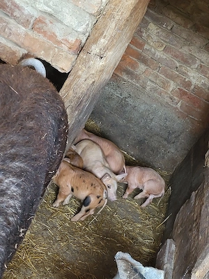 purcei si soldani de vanzare - imagine 4